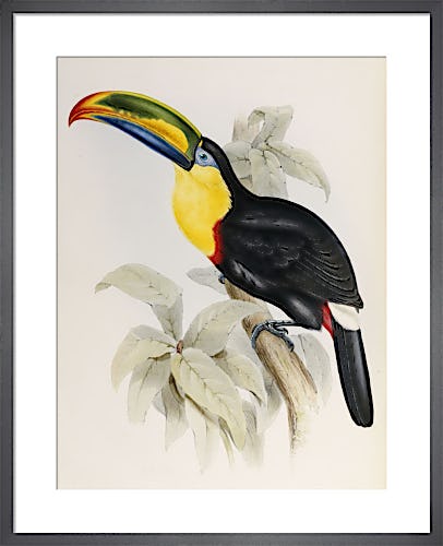 A Monograph of the Ramphastidae or Family of Toucans, 1834 by John Gould
