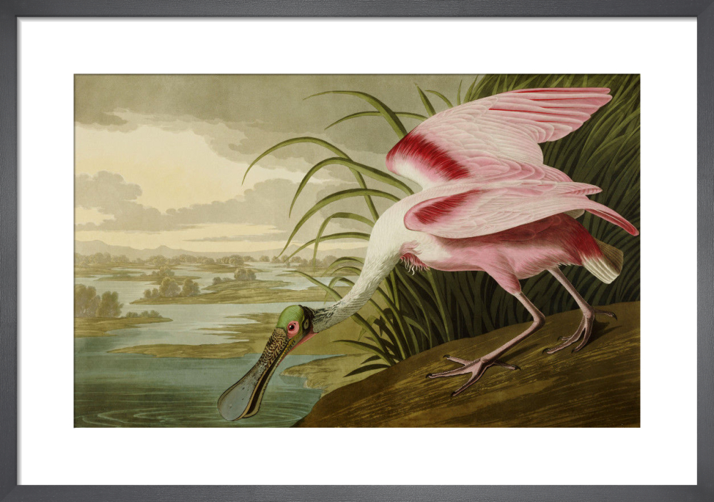 Roseate Spoonbill