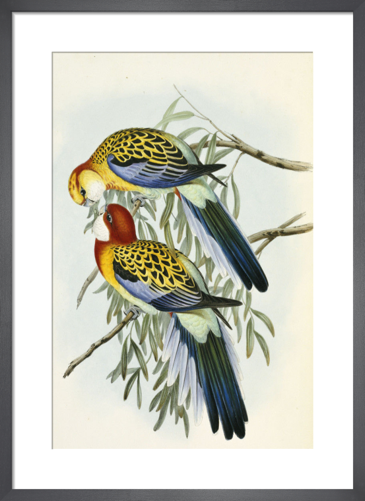 Eastern Rosella from &#39;The Birds Of Australia&#39;, 1840