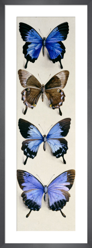 Four Butterflies (Papilo Ulysses)
