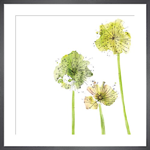 Allium by Louise Cunningham
