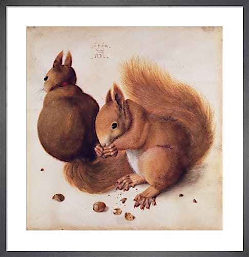 Squirrels, 1512 by Albrecht Dürer