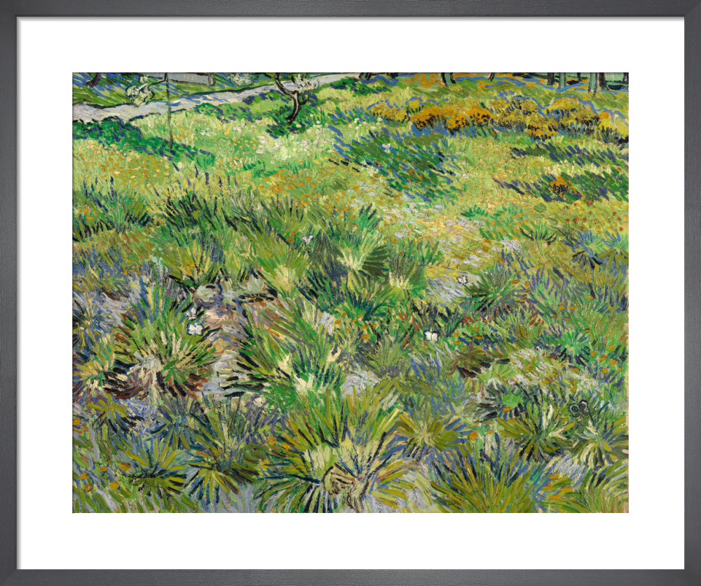 Long Grass with Butterflies