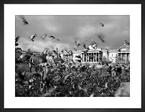 Pigeon walker, Trafalgar Square by Niki Gorick