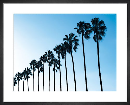 La Jolla Palms by Jenny Kraft