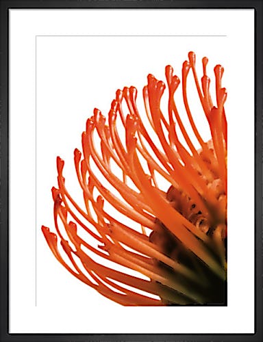 Orange Protea 4 by Jenny Kraft