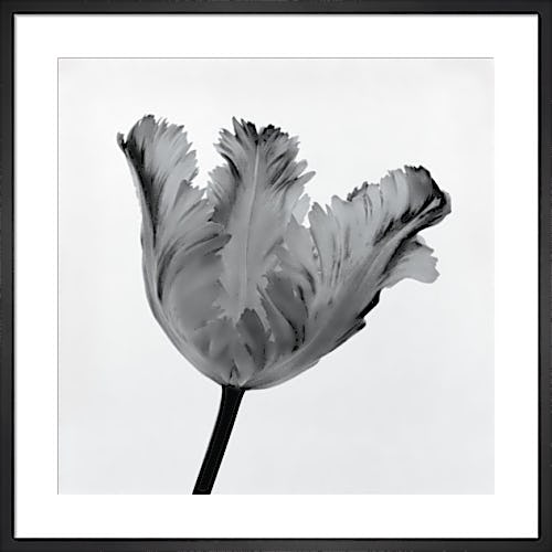 Parrot Tulip I by Tom Artin