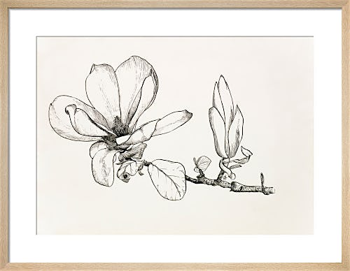 Magnolia x soulangeana by Graham Stuart Thomas