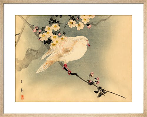 Dove with Blossom from Royal Horticultural Society (RHS)