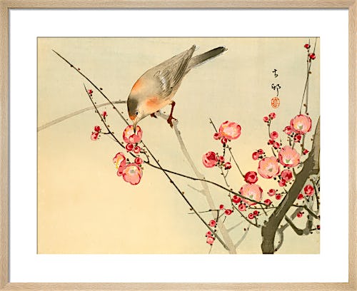 Prunus with White Eye by Anonymous Chinese Artist