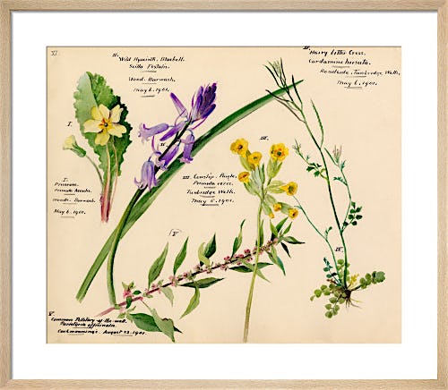 Wildflower Composite XI by Lillian Snelling