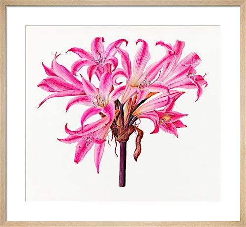 Amaryllis belladonna 'Rubra' by Lillian Snelling