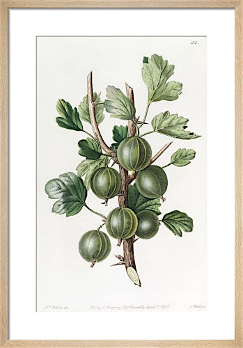 The Early Green Hairy Gooseberry by S. Watts
