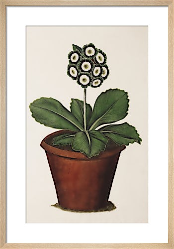 Slater's Cheshire Hero, an Auricula by James Sowerby