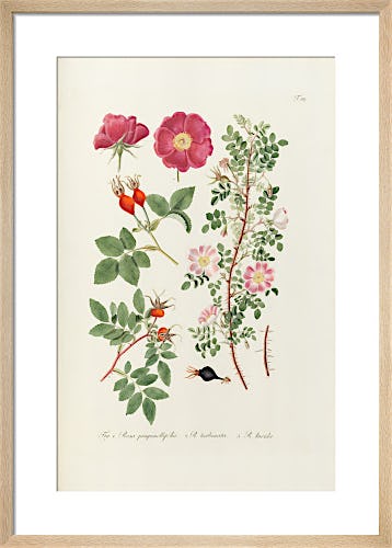 T107. Fig 1 Rosa pimpinellifolia by George Cooke