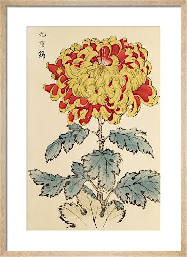 Chrysanthemum by Keikwa Hasegawa