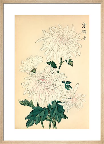 'Karashishi' (Chinese Lion) Chrysanthemum by Keikwa Hasegawa