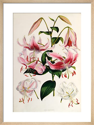 Lilium speciosum by Walter Hood Fitch
