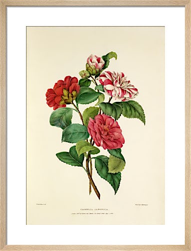 Camellia japonica by Charles Joseph Hullmandel