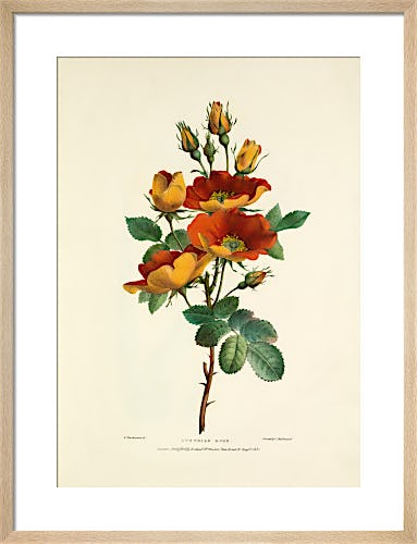 Austrian Rose by Charles Joseph Hullmandel