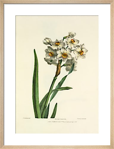 Narcissus by Charles Joseph Hullmandel
