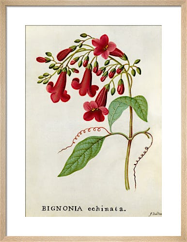 Bignonia echinata, Hedge-hog Trumpet Flower by James Bolton