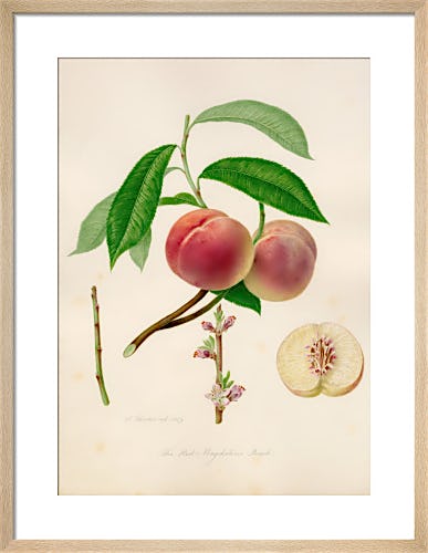 The Red Magdalene peach by William Hooker