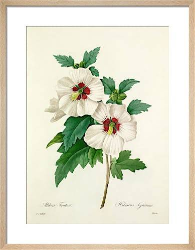Althea Frutex : Hibiscus syriacus by Pierre Joseph Celestin Redouté