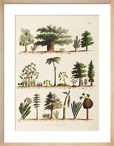 American Plants by William Jowett Titford