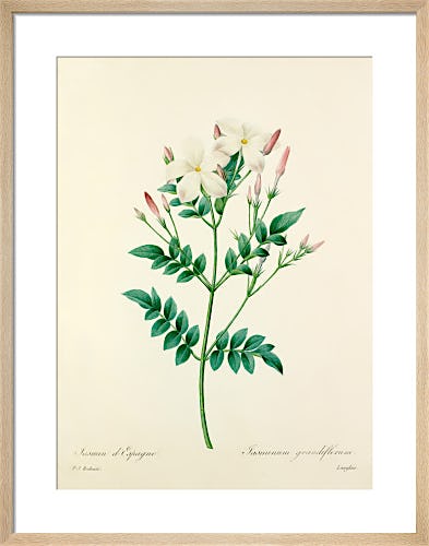 Jasmin d'Espagne : Jasminum grandiflorum by Pierre Joseph Celestin Redouté