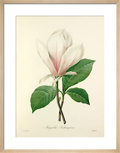 Magnolia Soulangiana by Pierre Joseph Celestin Redouté