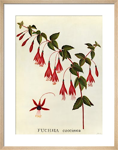 Fuchsia coccinea by James Bolton