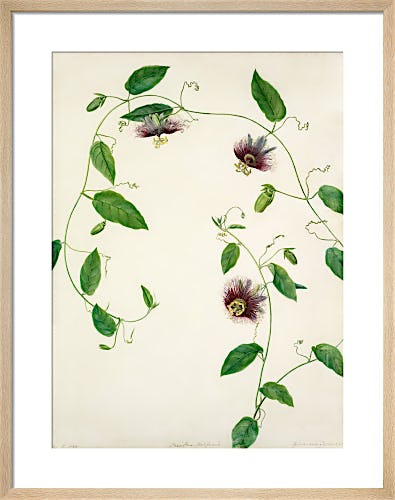 Passiflora maliformis by Margaret Meen