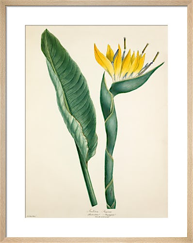 Strelitzia reginae by Margaret Meen