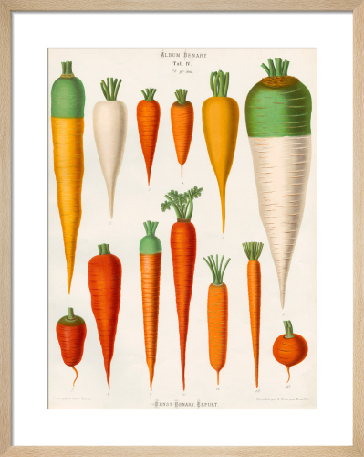King & McGaw RHS Botanical Collection Print