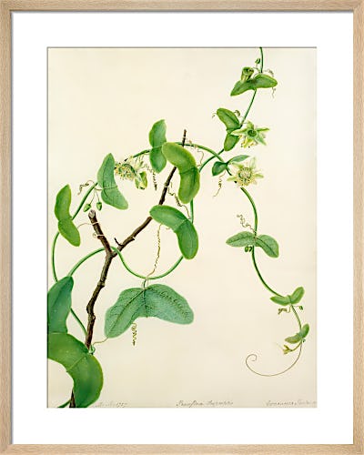 Passiflora vespertilio by Margaret Meen