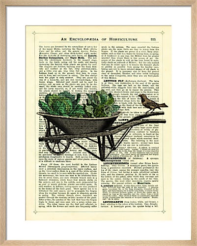 Wheelbarrow Lettuce and Bird by Marion McConaghie