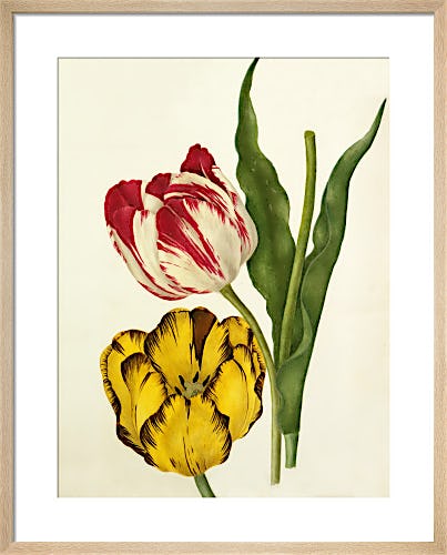 Tulipa 'The Claude', Tulipa 'Duke of Sutherland' by Caroline Maria Applebee