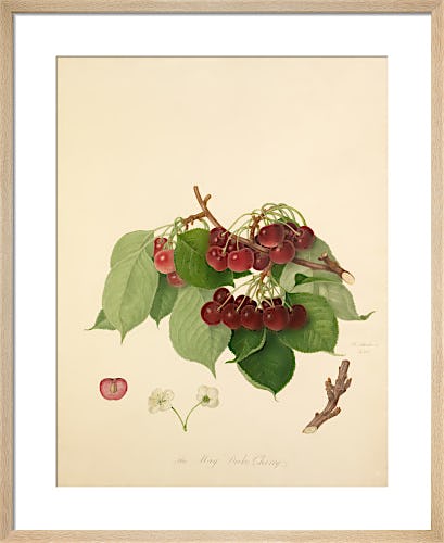 The May Duke Cherry by William Hooker