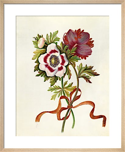 Anemones by James Bolton