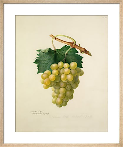 The Cannon Hall Muscat Grape by Augusta Innes Withers