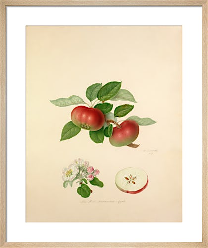 The Red Quarenden Apple by William Hooker