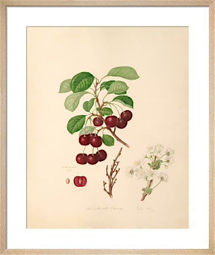 The Morello Cherry by William Hooker