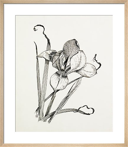 Iris unguicularis (Iris stylosa) by Graham Stuart Thomas