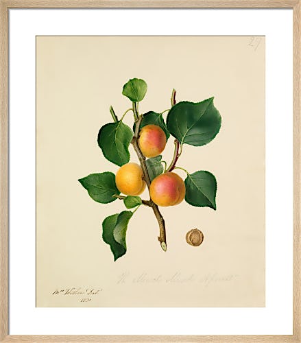 The Musch Musch Apricot by Augusta Innes Withers