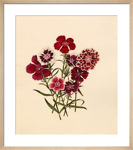 Dianthus chinensis (I) by Caroline Maria Applebee