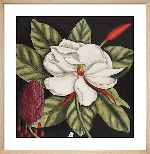 Magnolia altissima, flore ingenti candido by Mark Catesby