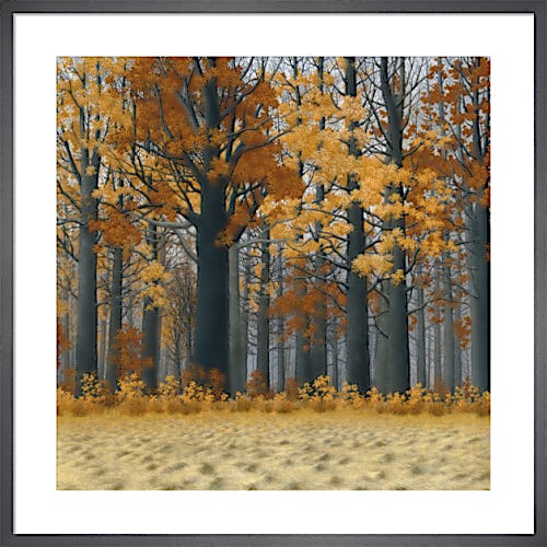 Autumn Wood by Tim Arzt