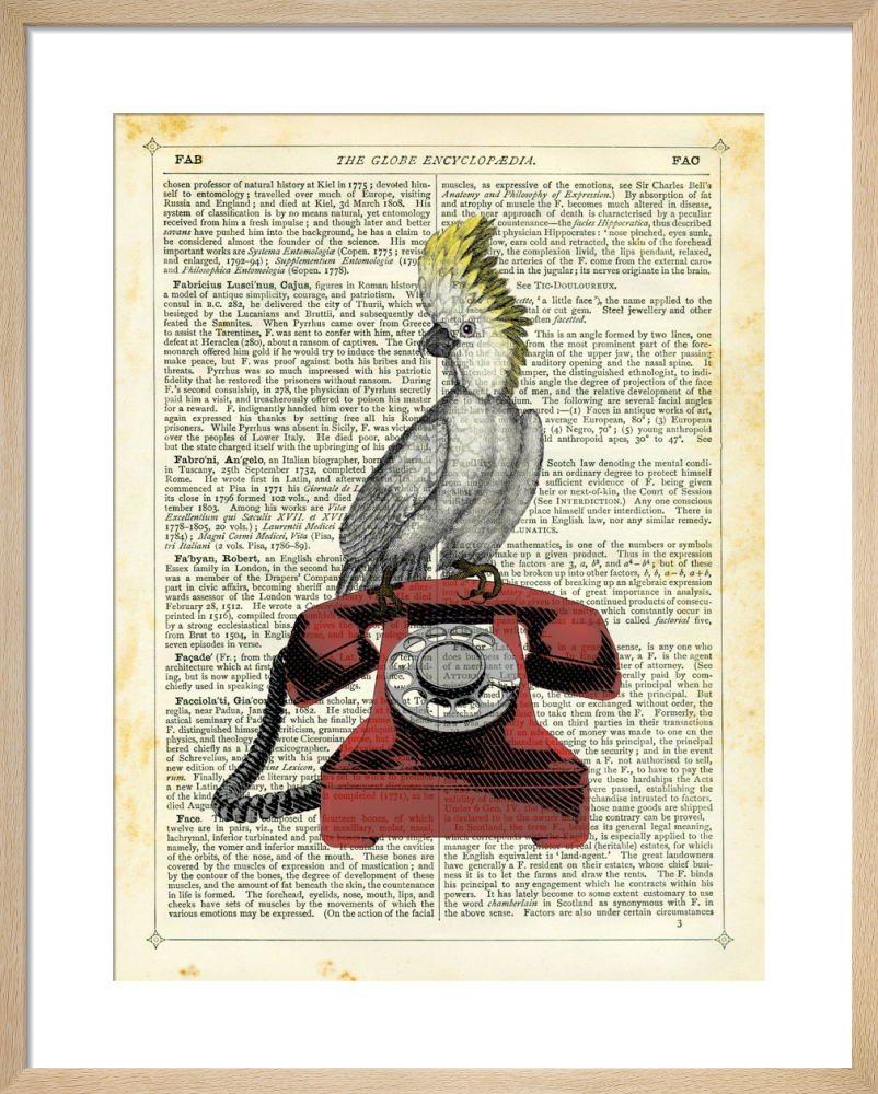 Cockatoo on Telephone