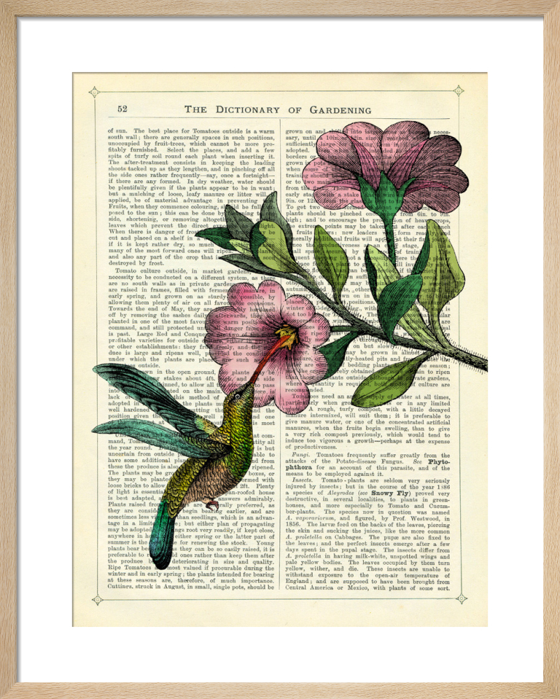 Hummingbird and Flower